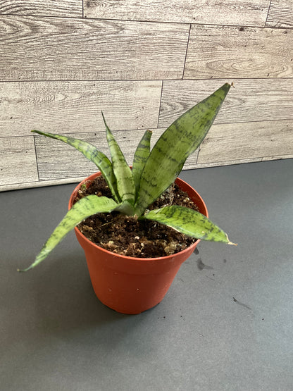 4” Silver Princess Snake Plant