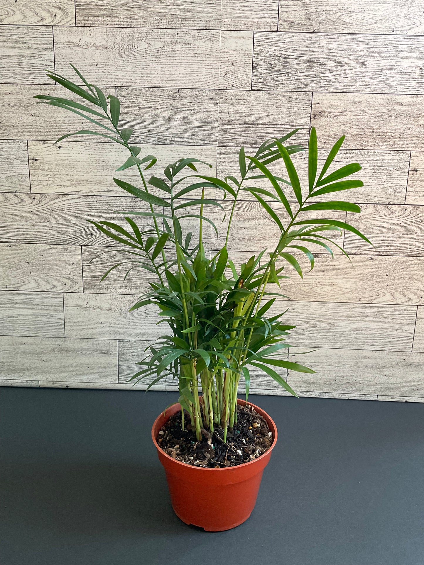 4” Parlor Palm