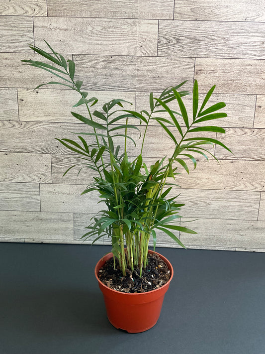4” Parlor Palm