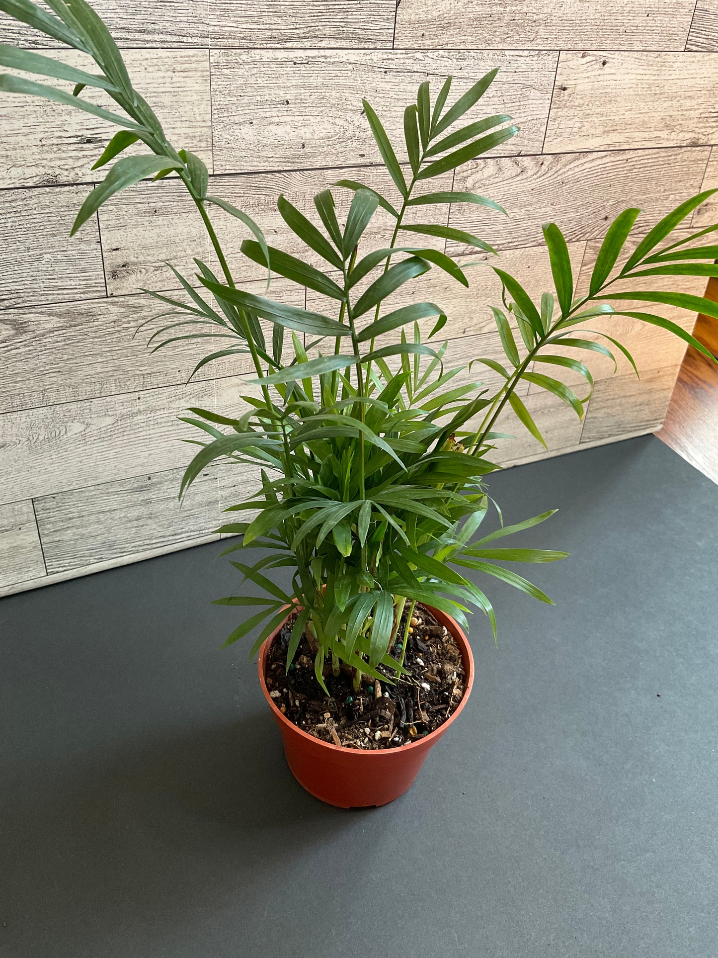 4” Parlor Palm