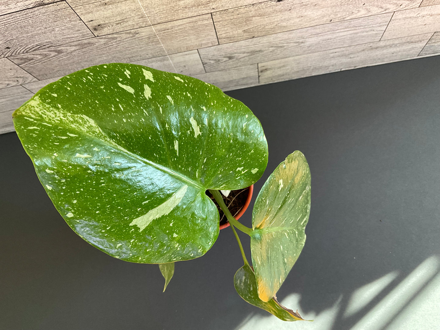 4” Monstera Thai Constellation