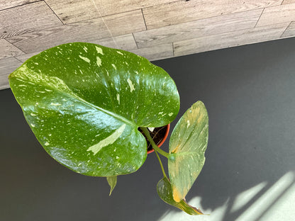4” Monstera Thai Constellation