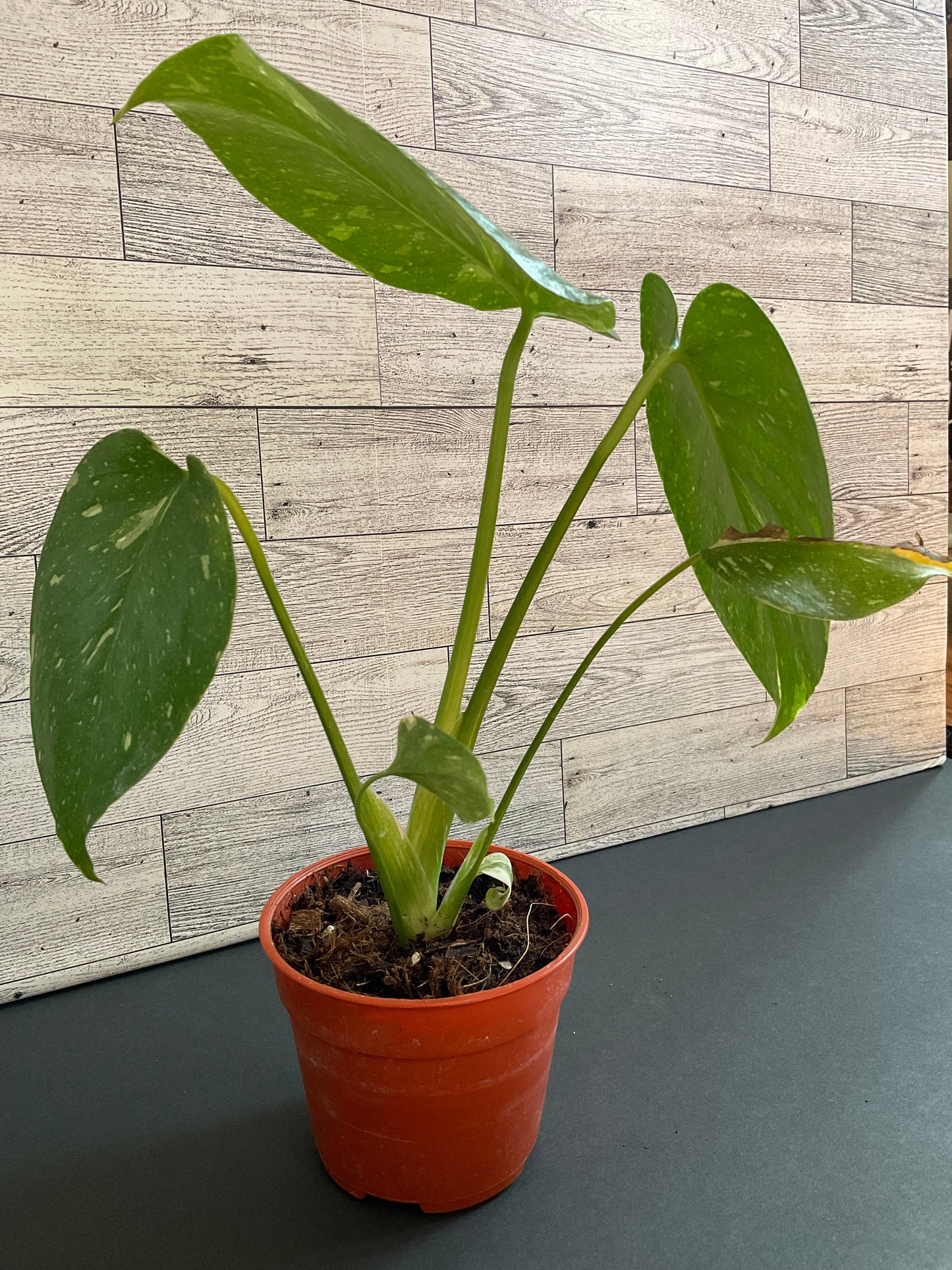4” Monstera Thai Constellation
