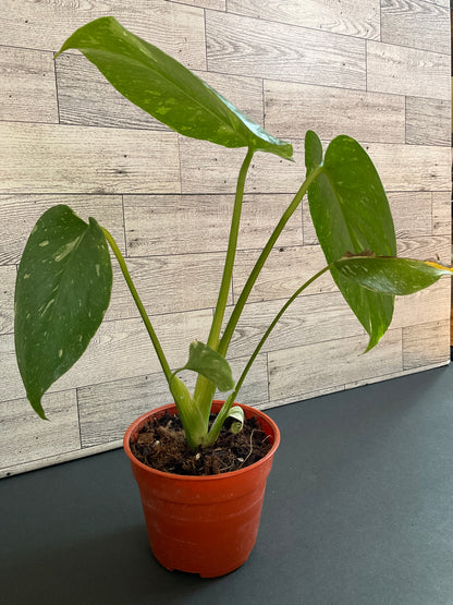 4” Monstera Thai Constellation