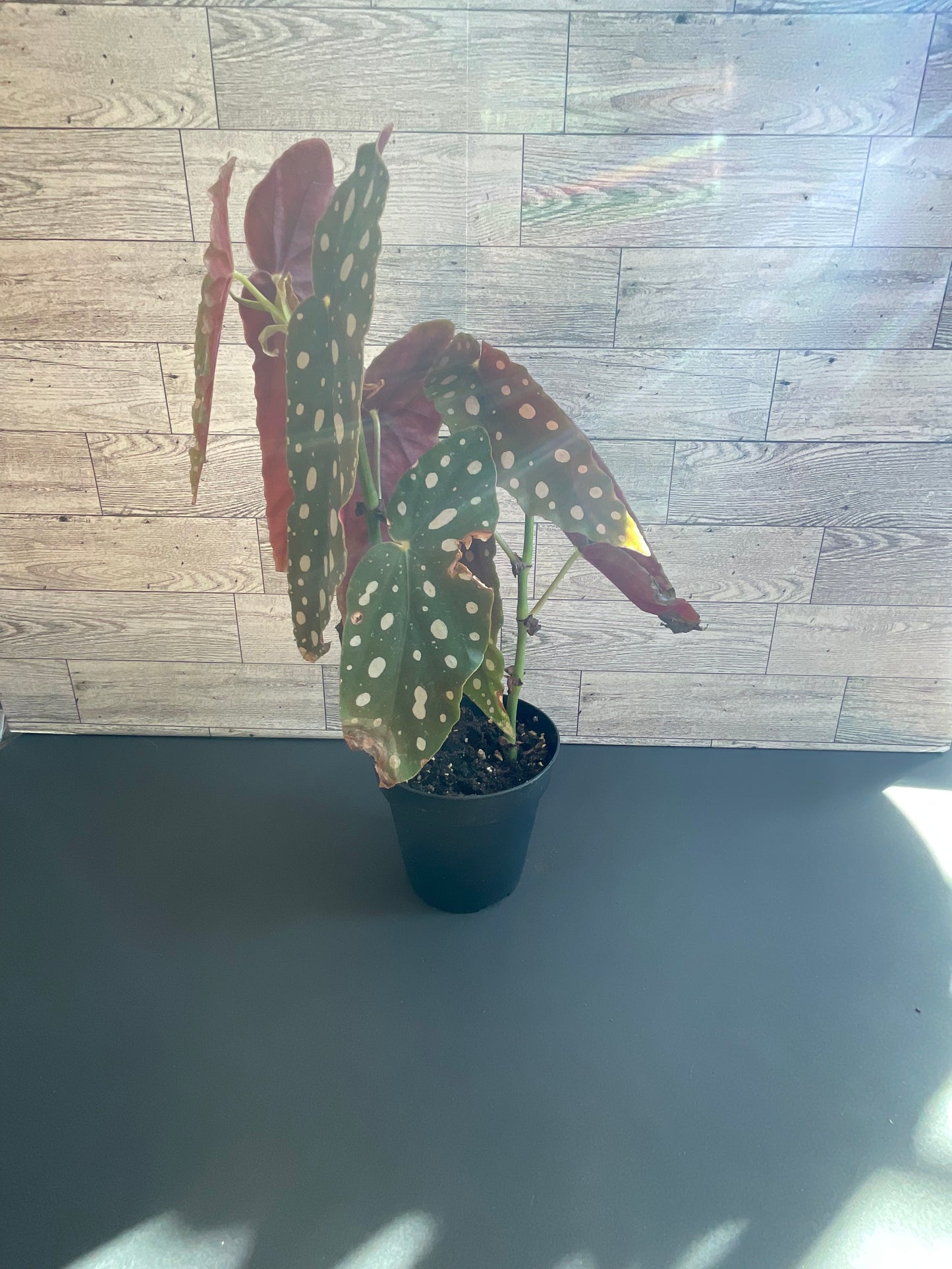 4” Begonia Maculata