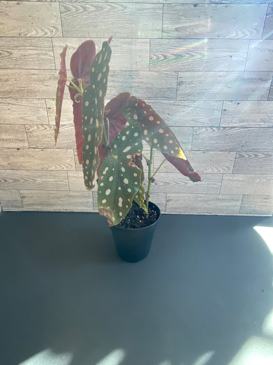 4” Begonia Maculata