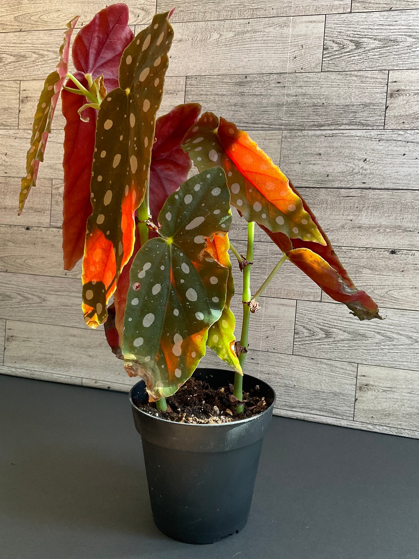 4” Begonia Maculata