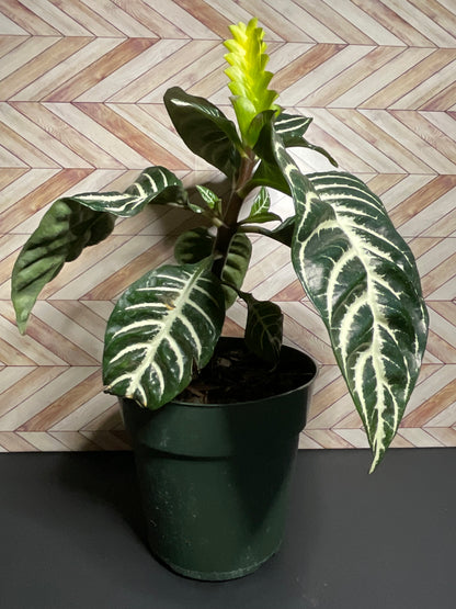 6” Zebra Plant