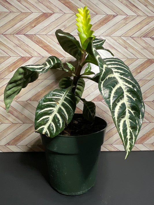 6” Zebra Plant