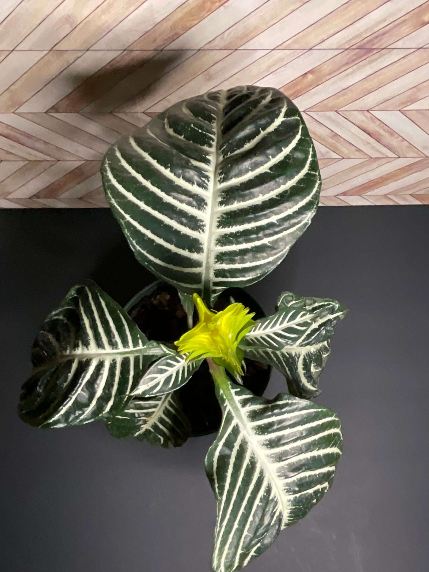 6” Zebra Plant