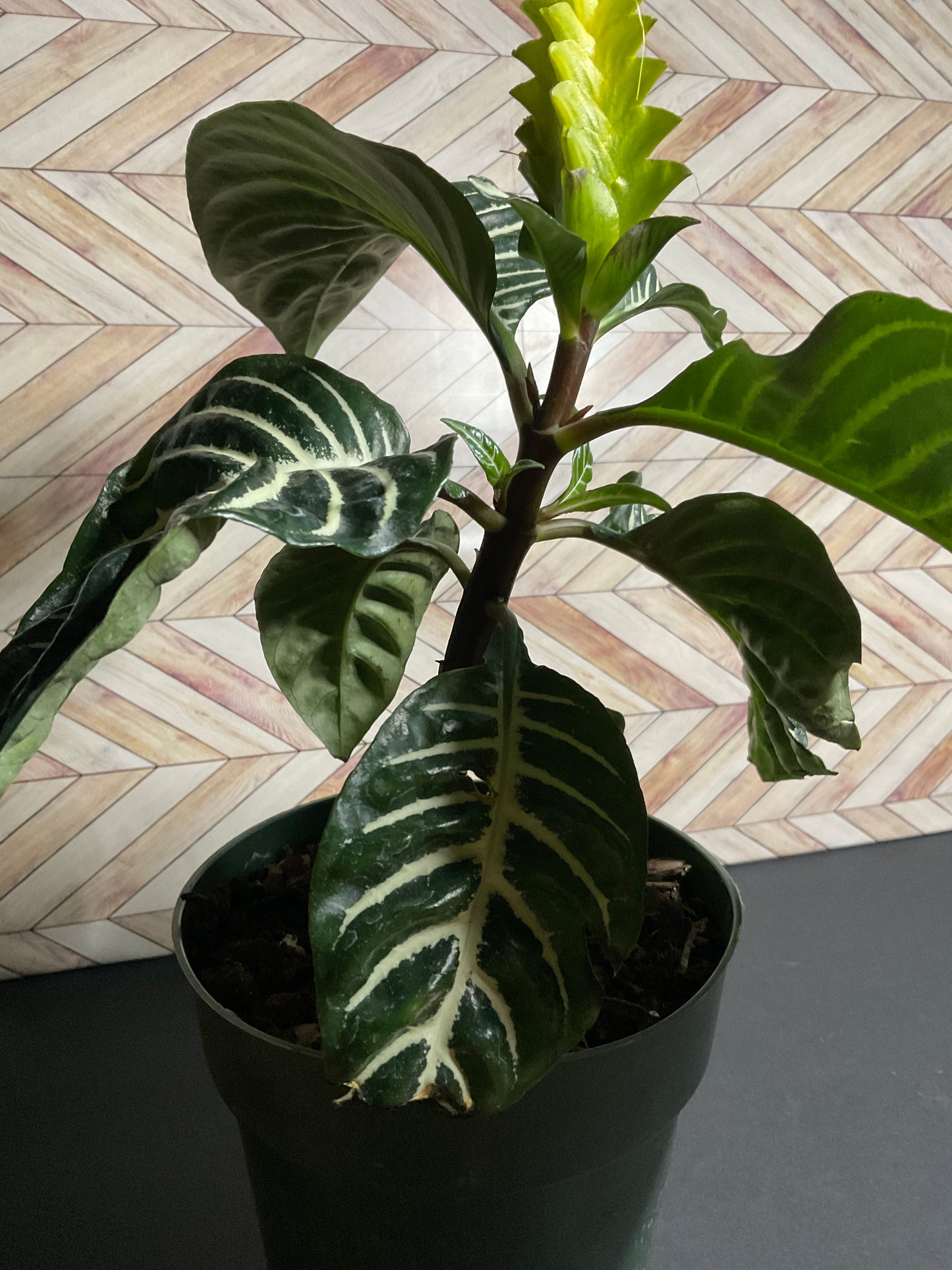 6” Zebra Plant