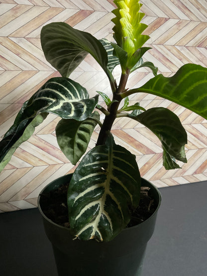 6” Zebra Plant
