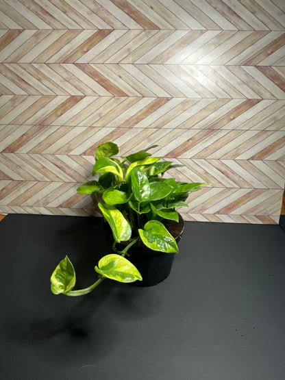 6” Pothos Lemon Meringue