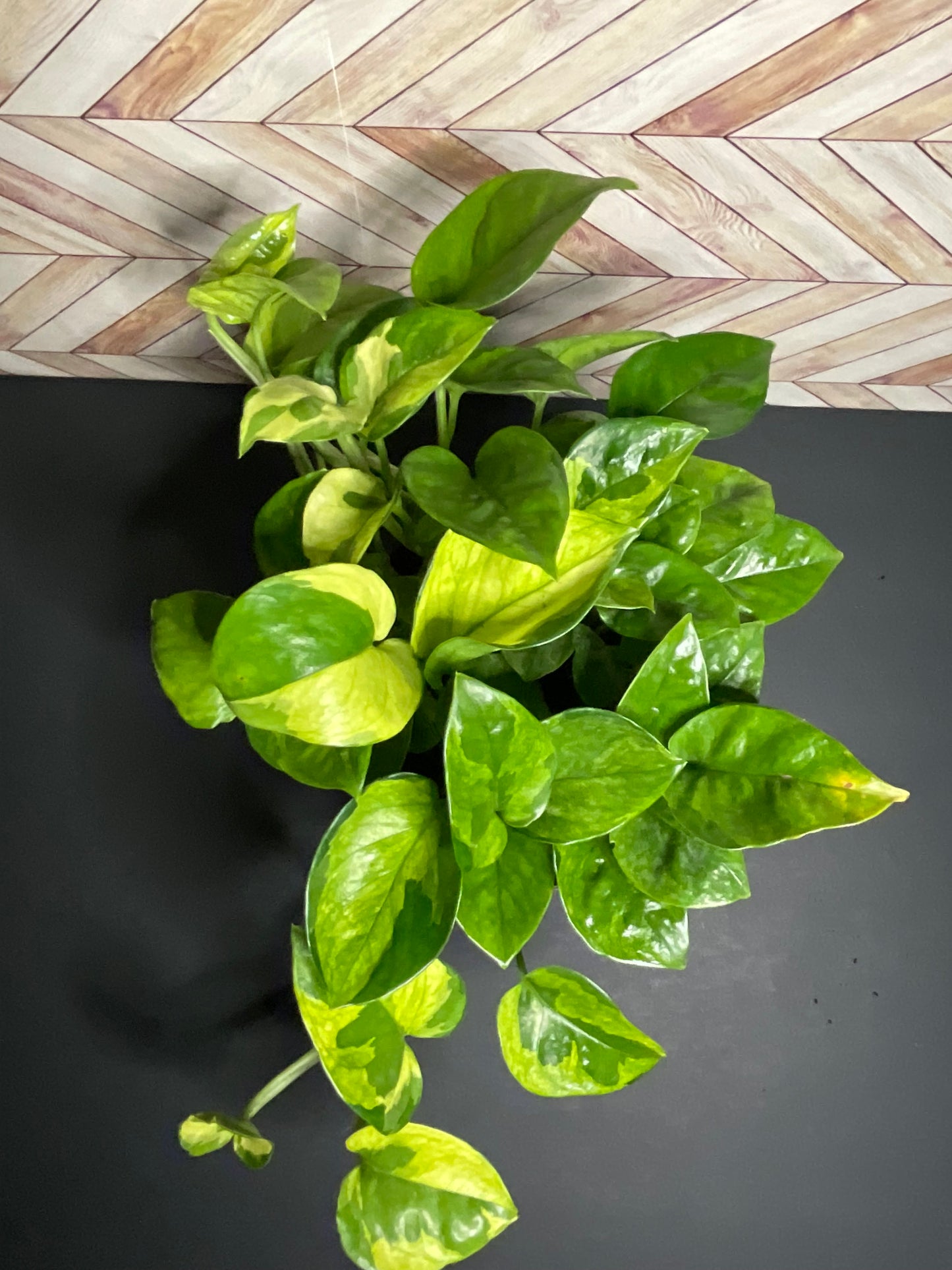 6” Pothos Lemon Meringue
