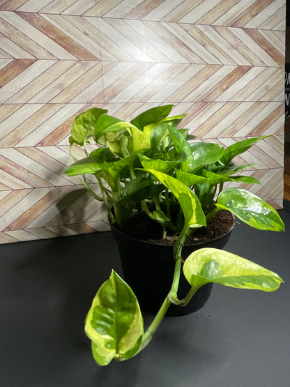 6” Pothos Lemon Meringue