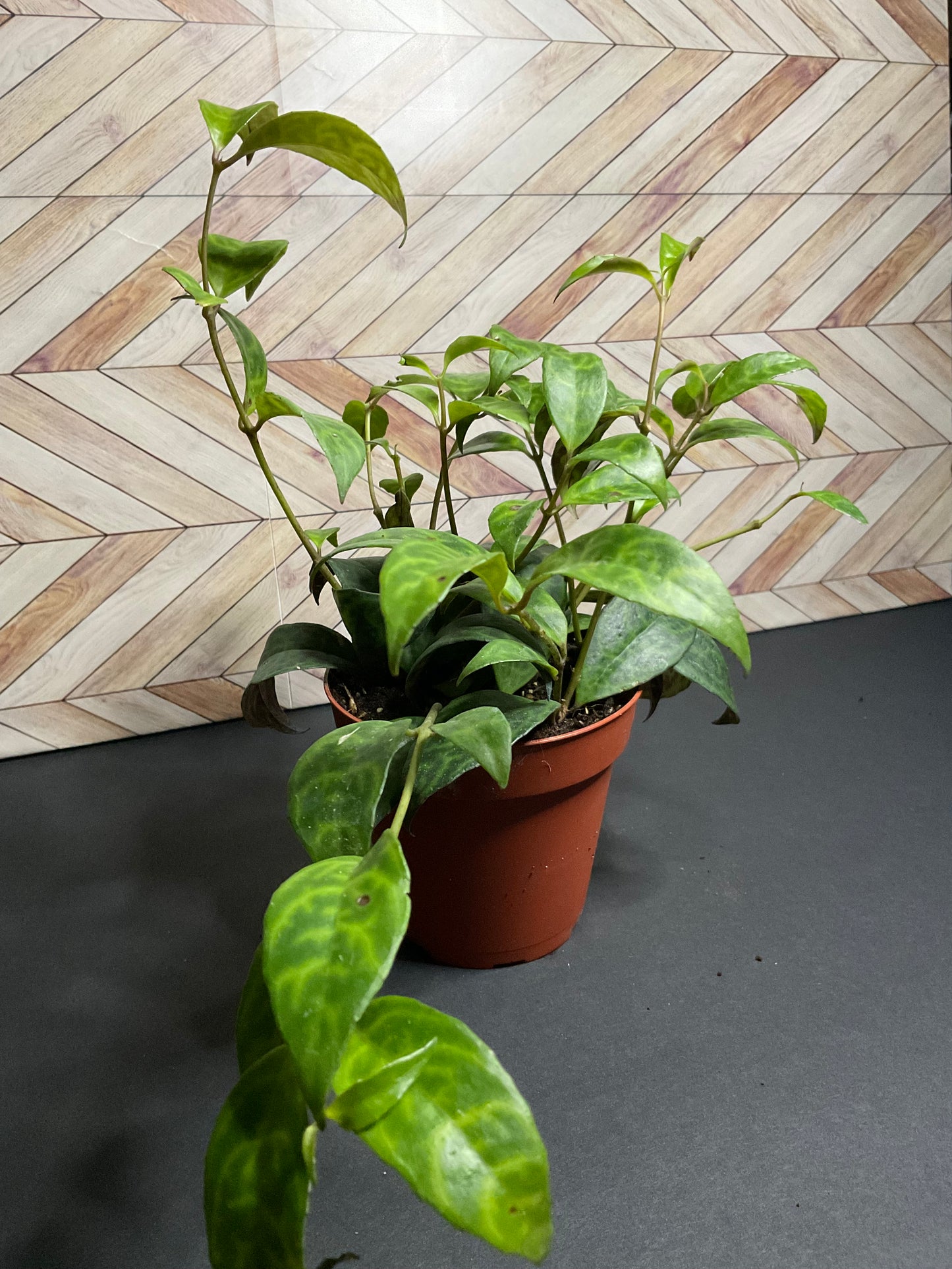 4” Lipstick Black Pagoda