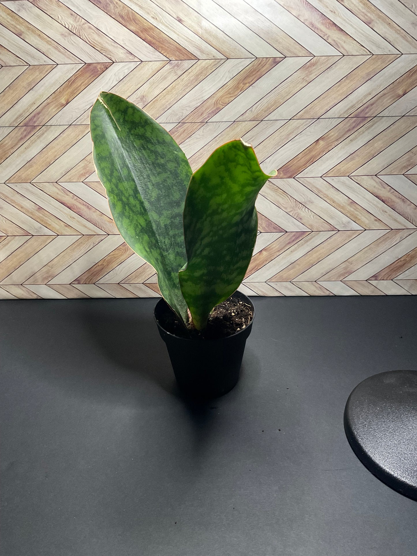 4” Whale Fin Victoria Snake Plant