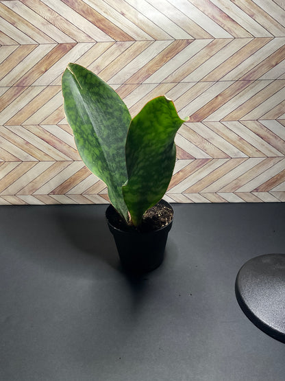 4” Whale Fin Victoria Snake Plant