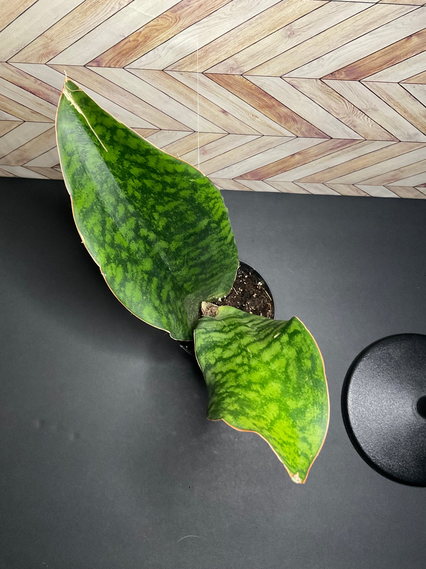 4” Whale Fin Victoria Snake Plant