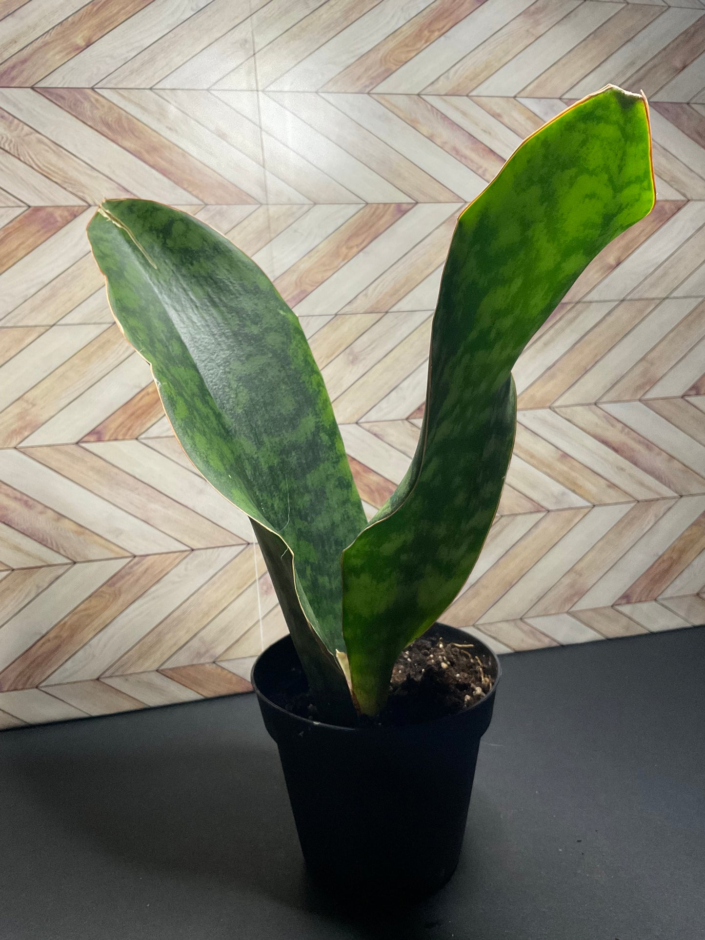 4” Whale Fin Victoria Snake Plant