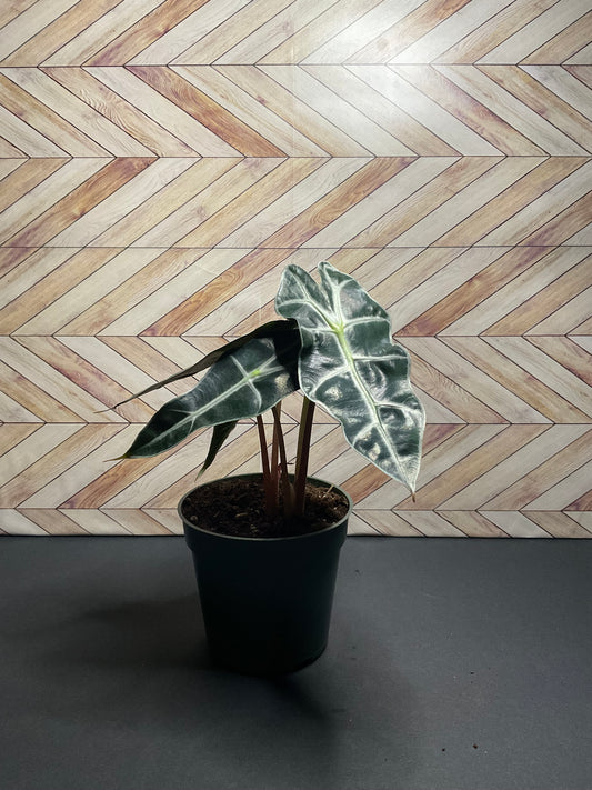 4” Alocasia Polly