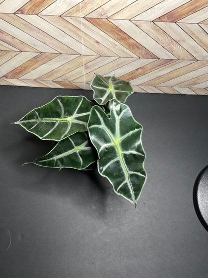 4” Alocasia Polly