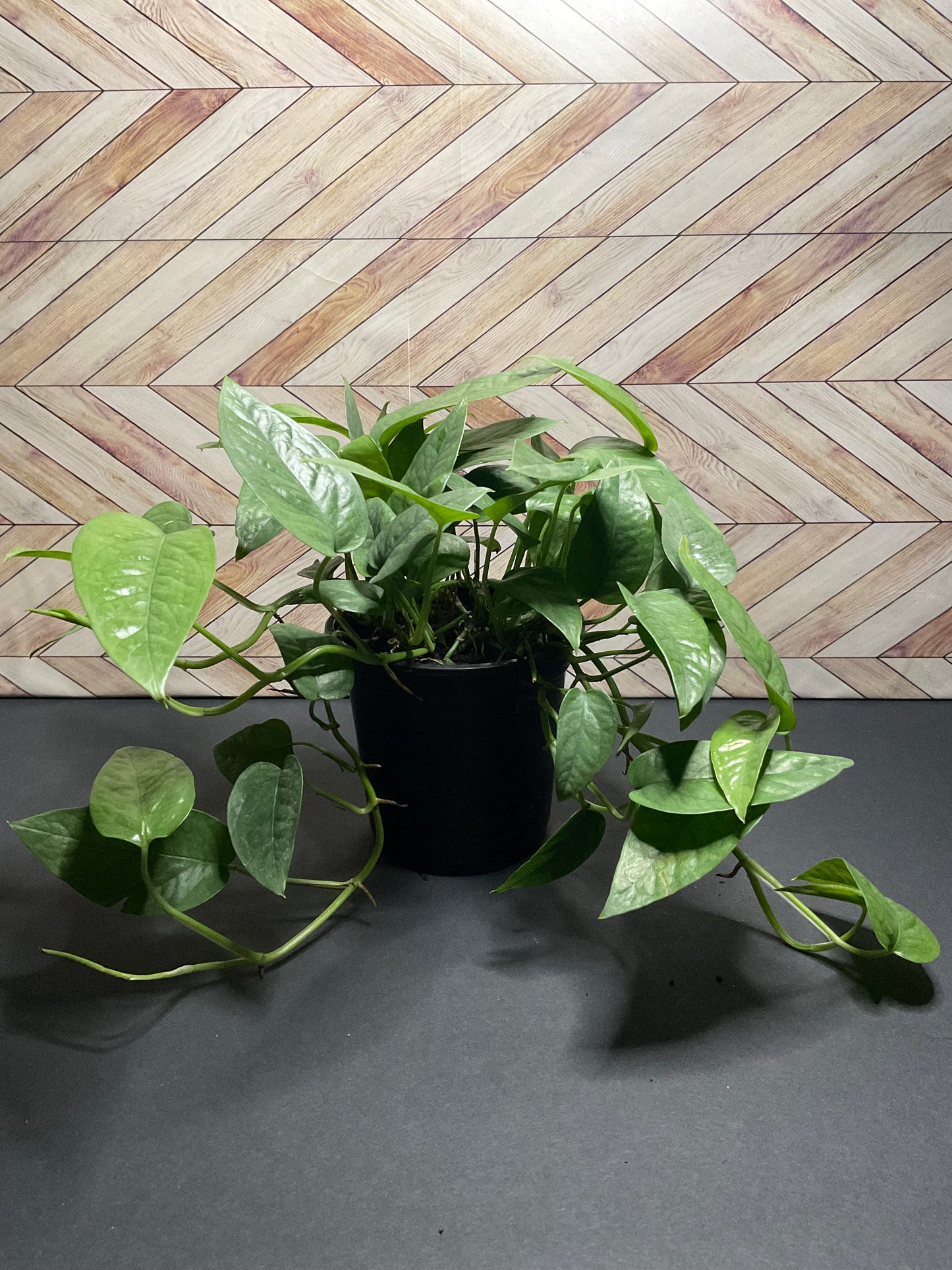 4” Pothos Cebu Blue