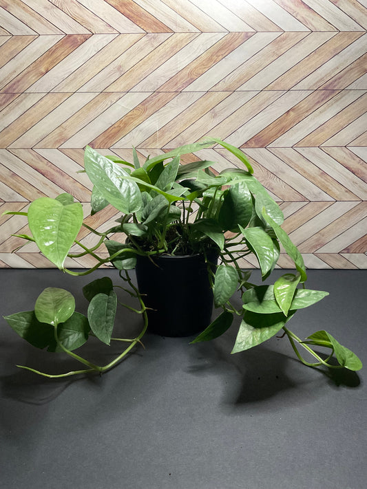 4” Pothos Cebu Blue