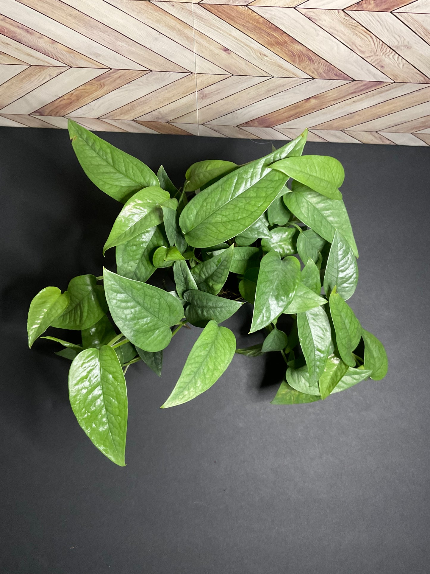 4” Pothos Cebu Blue