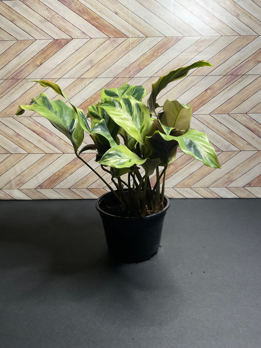 4” Calathea Yellow Allusion