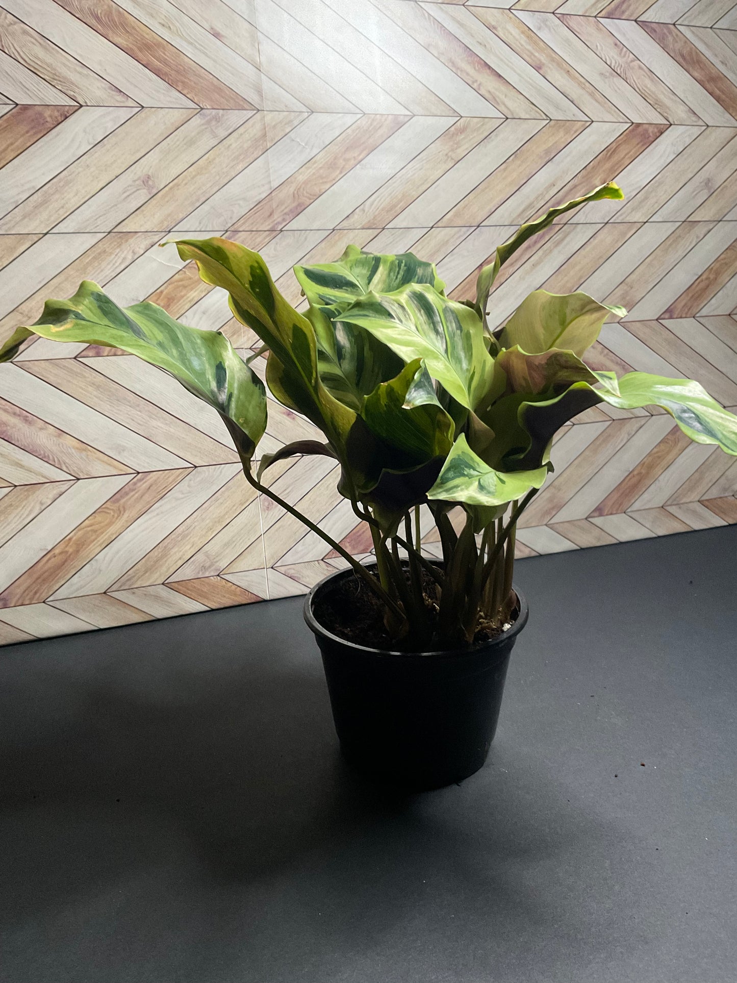 4” Calathea Yellow Allusion