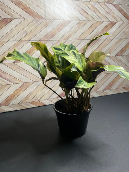 4” Calathea Yellow Allusion