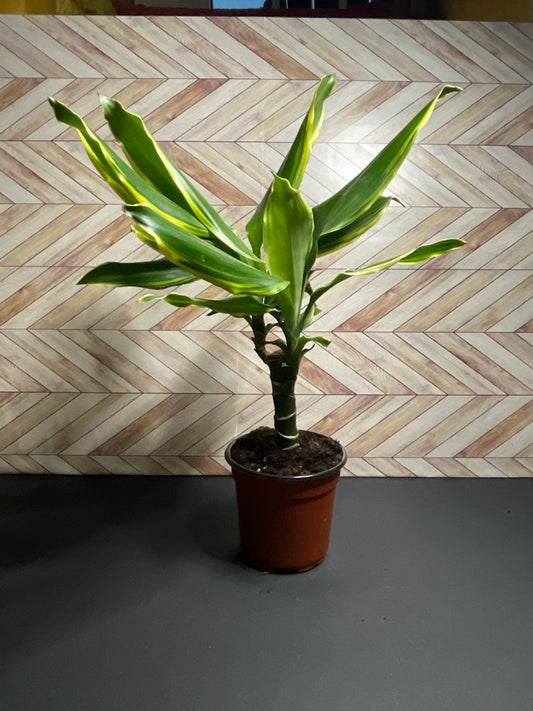 4” Dracaena Moonlight Cane