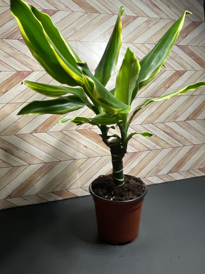 4” Dracaena Moonlight Cane