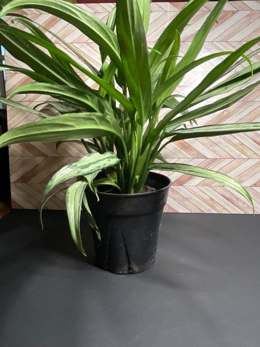 6” Aglaonema ‘cutlass’
