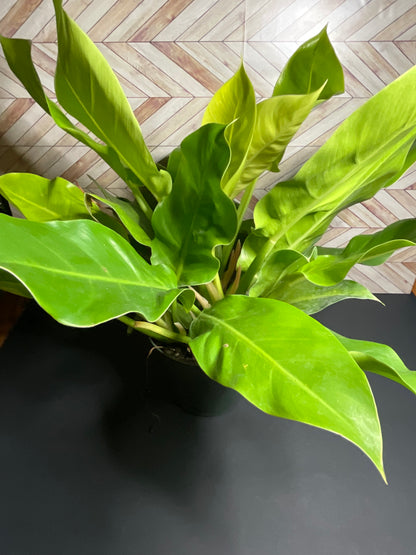 6” Philodendron Moonlight