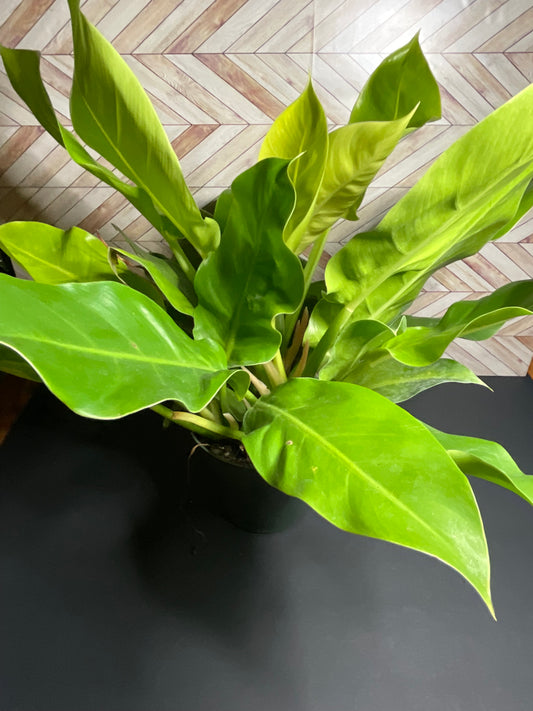 6” Philodendron Moonlight