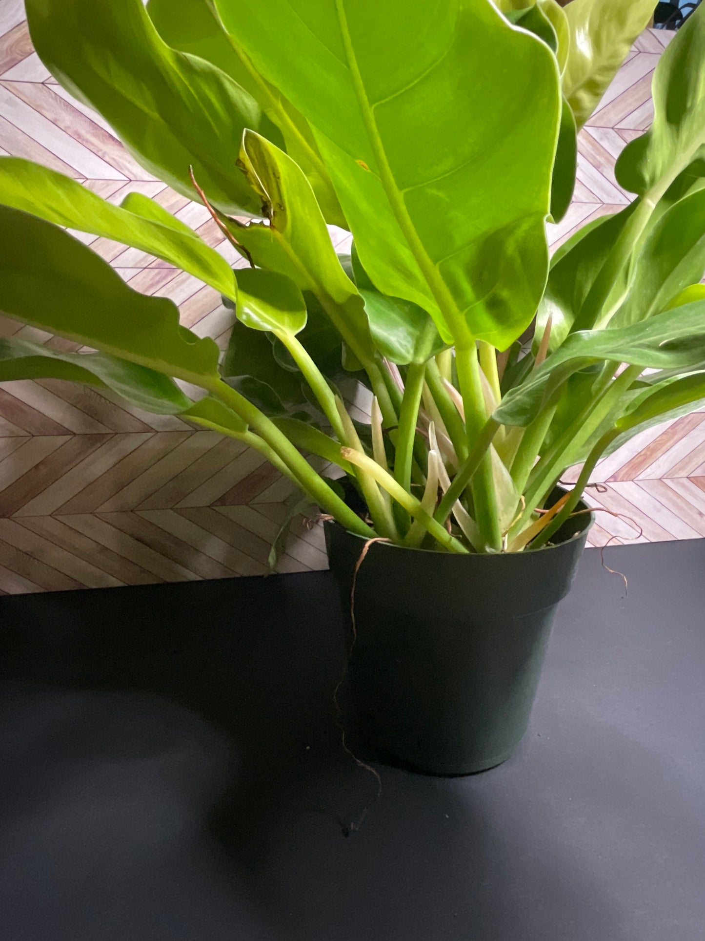 6” Philodendron Moonlight