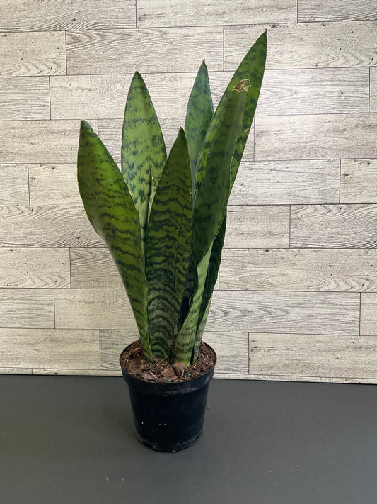 4” Zeylanica Snake Plant