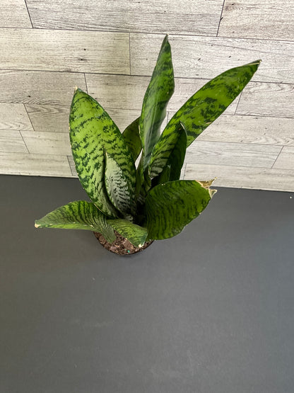 4” Zeylanica Snake Plant