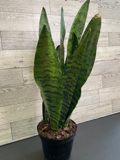 4” Zeylanica Snake Plant