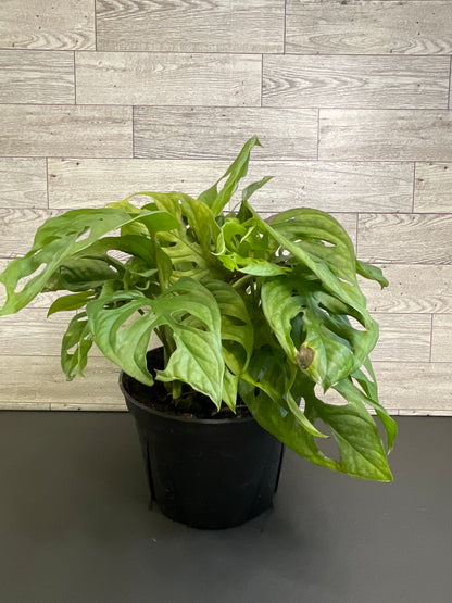 6” Monstera Adensonii