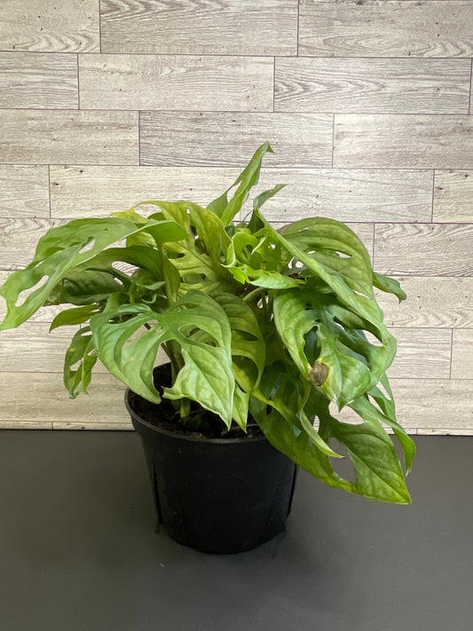 6” Monstera Adensonii