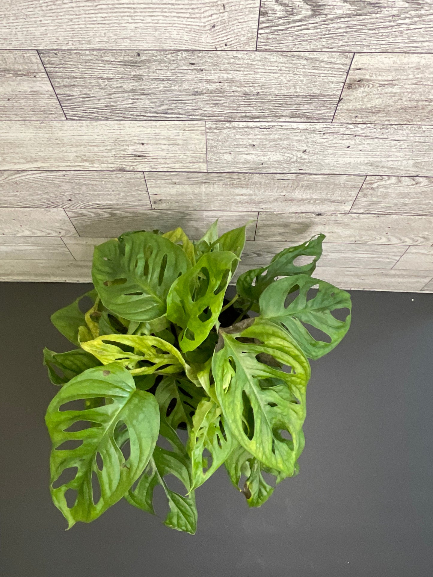 6” Monstera Adensonii