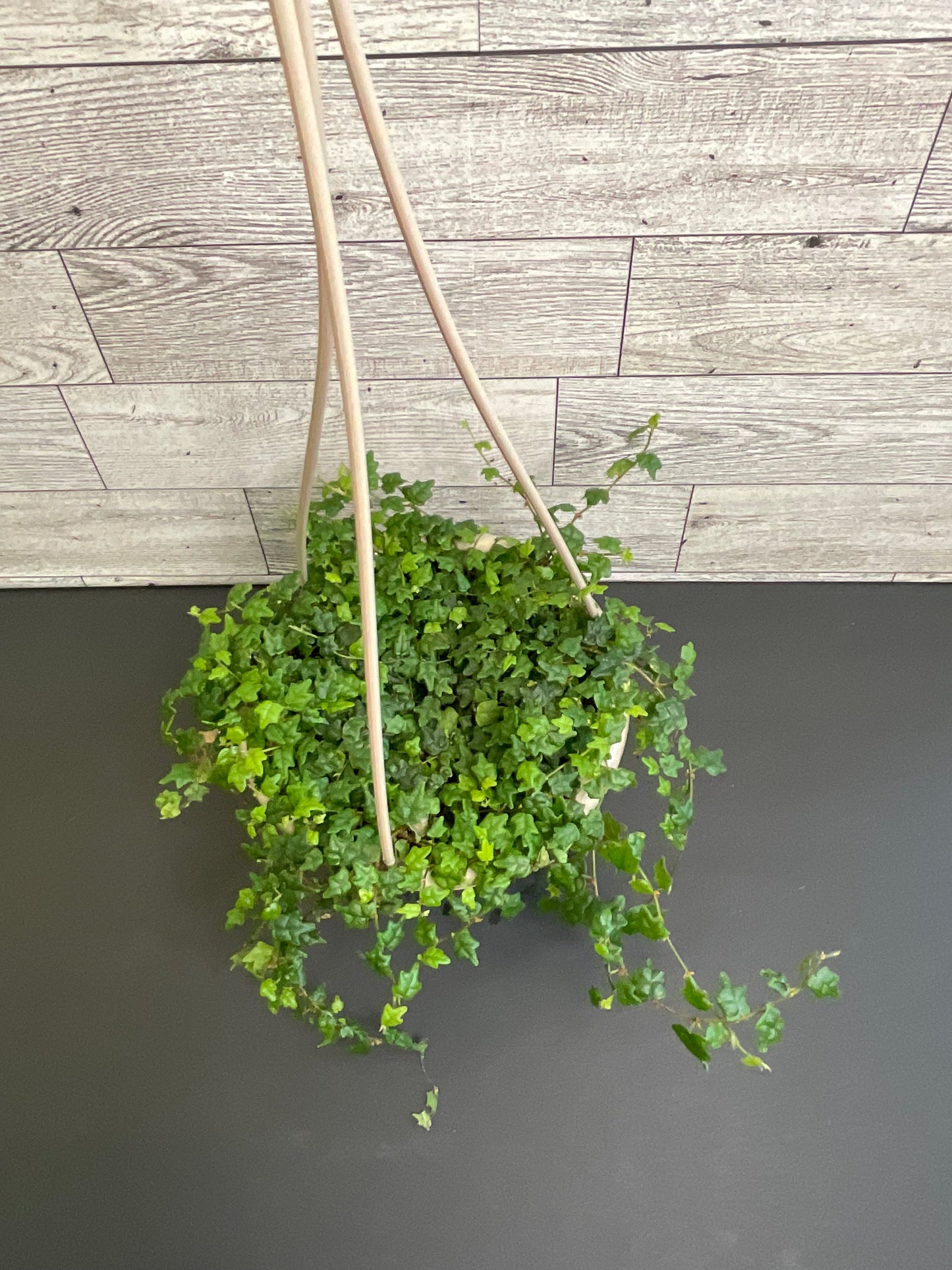 4.5” String of Frogs