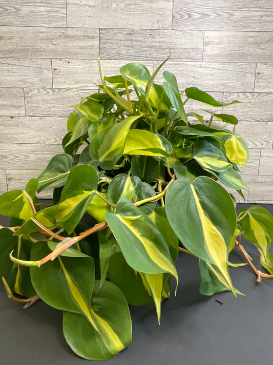 6” Philodendron Brazil