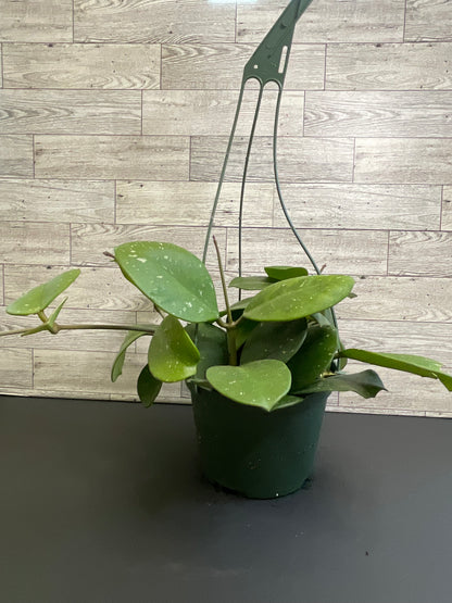 6” Hoya Obovata Basket