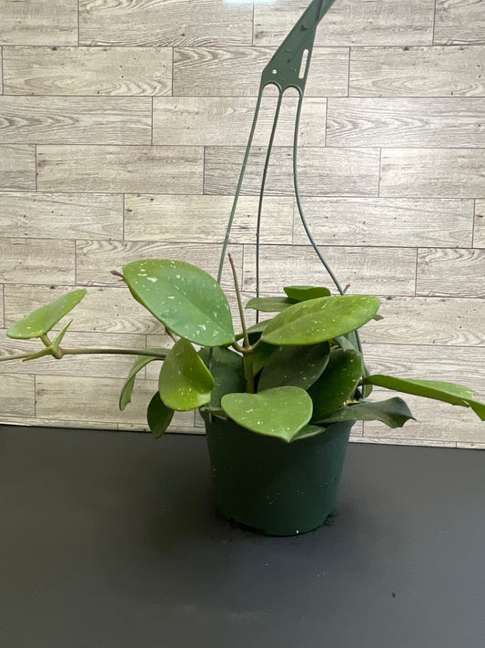 6” Hoya Obovata Basket