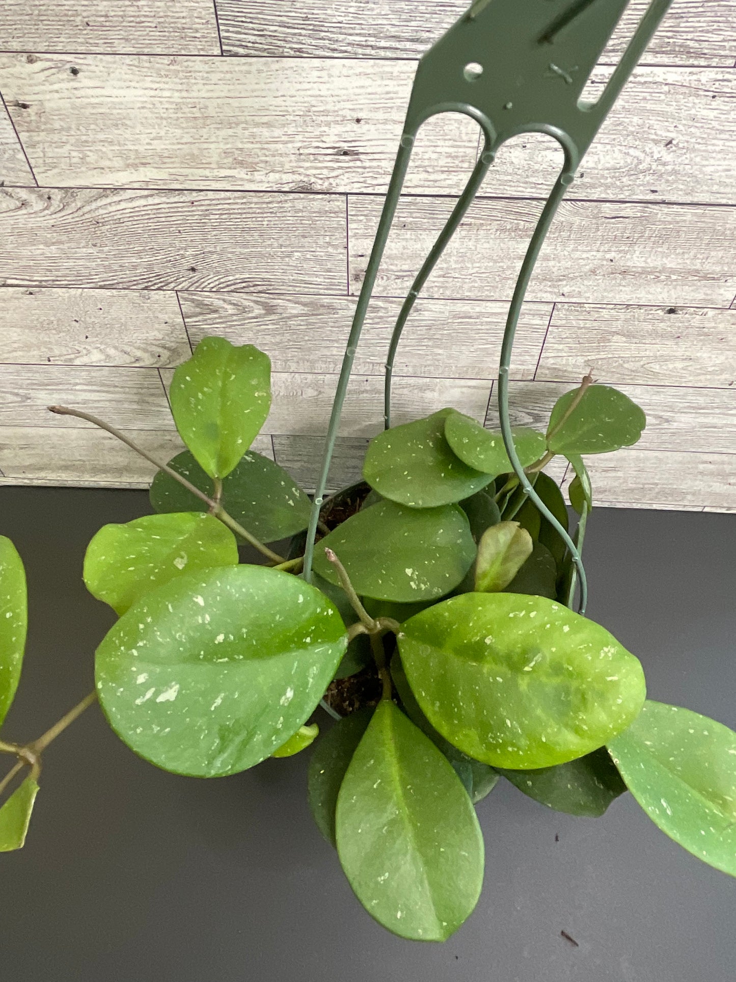 6” Hoya Obovata Basket