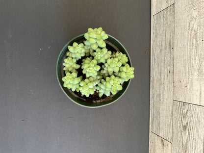 4” Borro Tail
